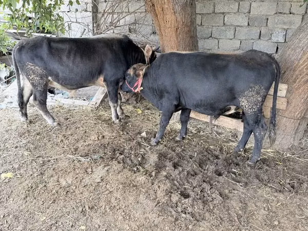 Bou, Bovine