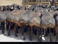 Widder, Hissar sheep — Foto 6