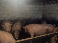 Scroafă, Porci — foto 2