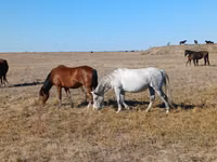Toychoq, Kazakh horse — 4-rasm