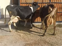 母牛, Holstein breed — 照片 8