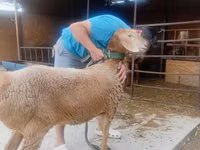 母羊, Arashan sheep — 照片 4