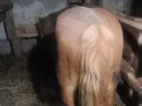 母马, Haflinger — 照片 2