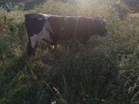 Bulle, Russian Black pied cattle — Foto 4