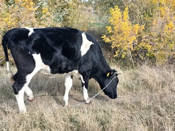 بقرة, Russian Black pied cattle — مولدوفا