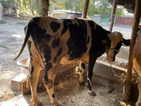 Buğa, Simmental cattle — foto 2