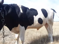 Bou, Russian Black pied cattle — foto 3