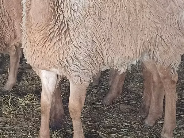 母羊, Sheep