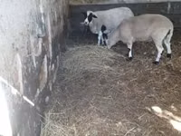 Qoç, Dorper sheep — foto 4