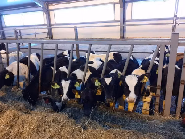 公牛, Russian Black pied cattle