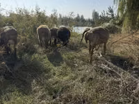 Schaf, Schafe — Foto 4