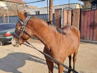 Cavalo, Kazakh horse — foto 6