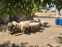 Ram, Racka sheep — photo 3