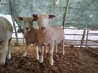 Qoʻy, Ile-de-France sheep — 3-rasm