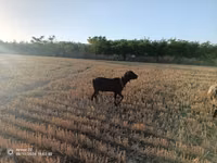 Țap, Murcia-Granada goats — foto 1