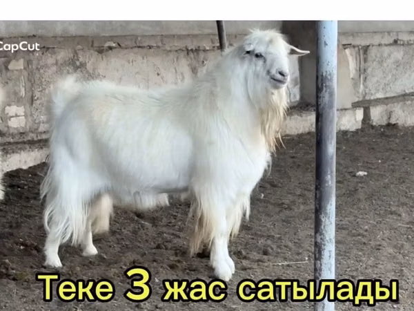 Cabro, Cabras