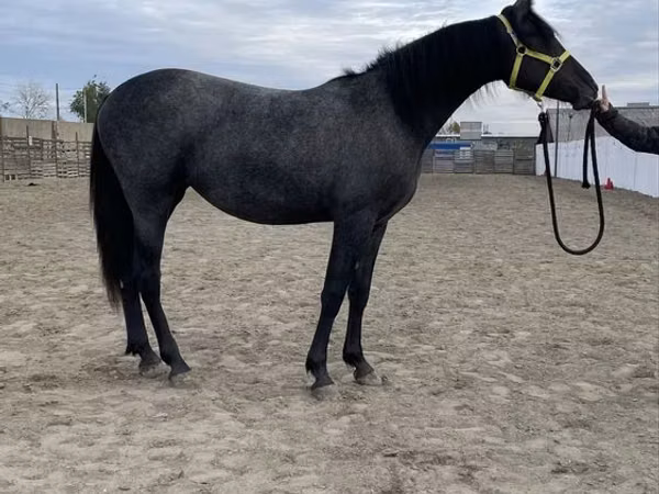 فرس, Friesian