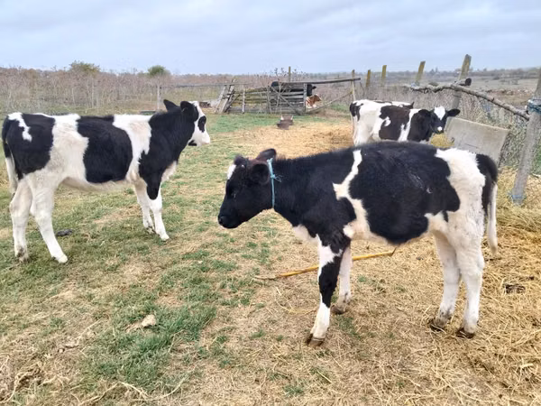 ثور, Russian Black pied cattle — مولدوفا