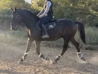 At, Nonius horse — foto 1