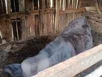 Buğa, Swiss cattle — foto 4