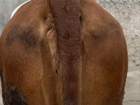 Vaca, Simmental cattle — foto 4