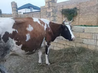 بقرة, Simmental cattle — الصورة 4