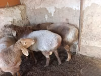 أغنام (دفعة، الجنس غير محدد), Arashan sheep — الصورة 3