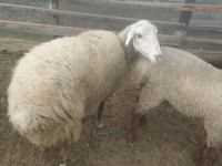 母羊, Sheep — 照片 4