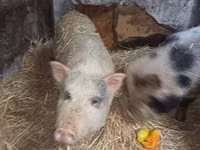 母猪, Pigs — 照片 6