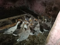 Geese — photo 2