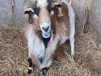 公山羊, Goats — 照片 6