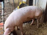 Scroafă, Porci — foto 1
