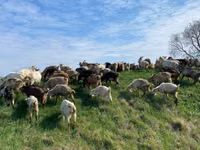 Oveja, Ovejas — foto 4