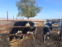 بقرة, Russian Black pied cattle — الصورة 4