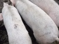 Vier, Porci — foto 1