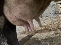 母牛, Russian Black pied cattle — 照片 3