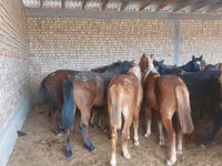 Caballo, Horse breed — foto 3