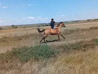 Iapă, Cai — foto 1