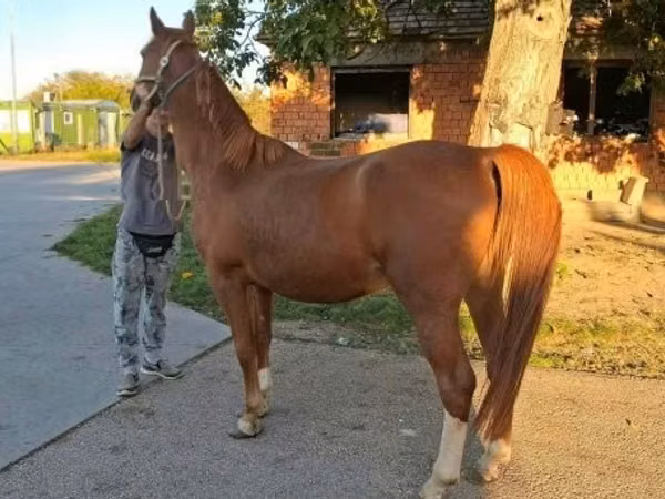 Horse (M), Kisber felver
