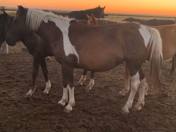 Stute, Kazakh horse