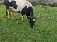 Vacă, Russian Black pied cattle — foto 4