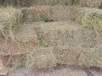 Продам люцерну — photo 3