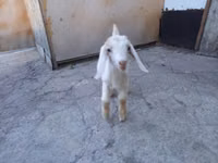 Taka, Nubian Goat — 5-rasm