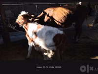 Kuh, Simmental cattle — Foto 5