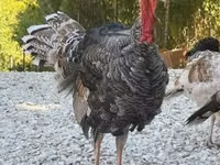 Turkeys — photo 2