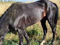 Otlar (partiya, jinsi ko‘rsatilmagan), Hanoverian — 5-rasm