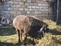 绵羊（批次，未指定性别）, Sheep — 照片 1