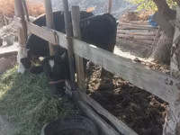 公牛, Cattle — 照片 1