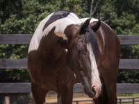 Caballo, Friesian — foto 6