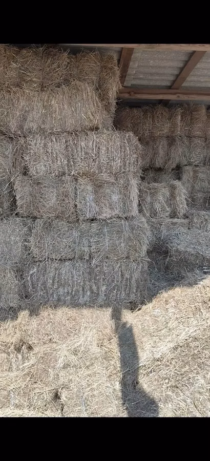 Луговая трава
